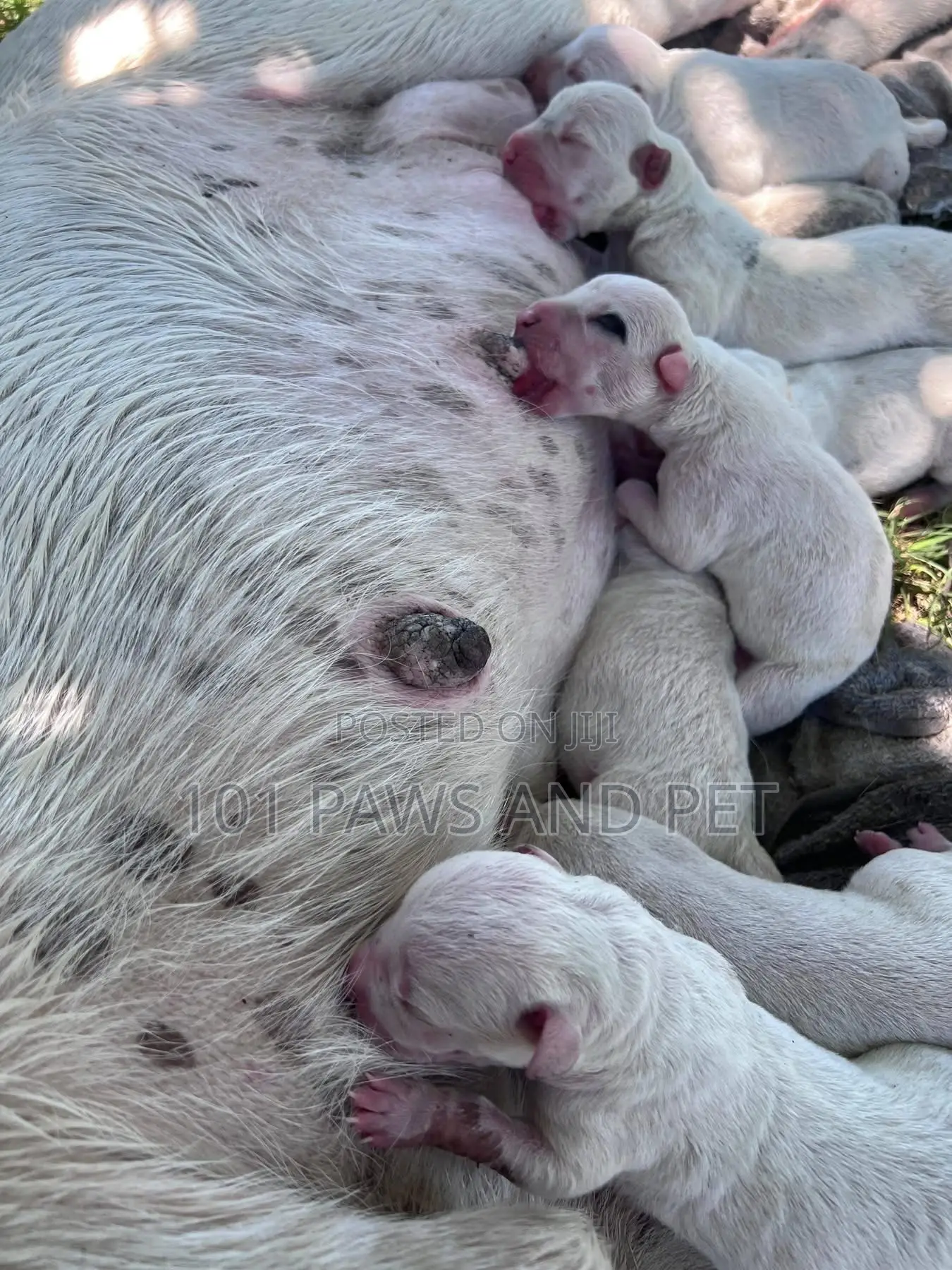 1-3 months Male Purebred Dogo Argentino