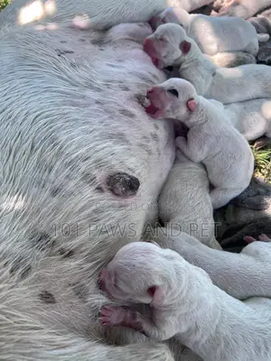 1-3 months Male Purebred Dogo Argentino