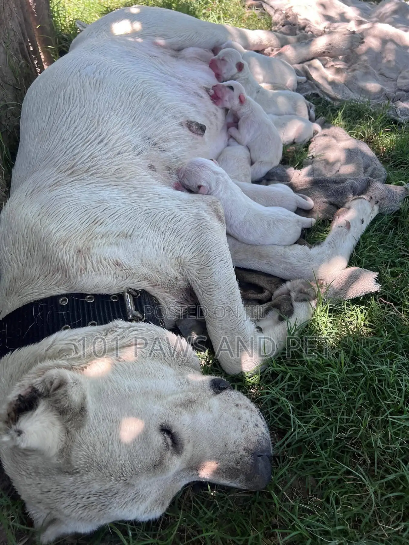 1-3 months Male Purebred Dogo Argentino