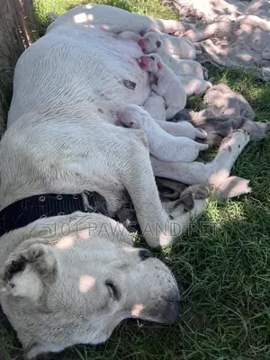 1-3 months Male Purebred Dogo Argentino