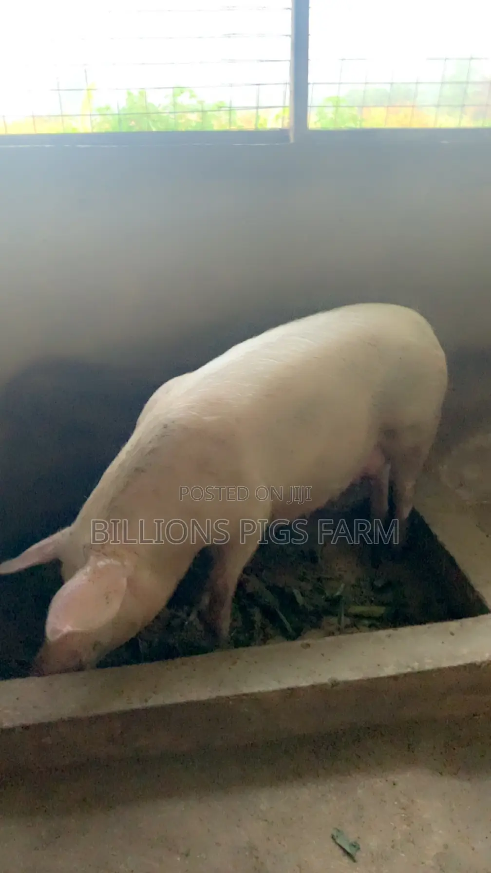 Billions Pigs Farm