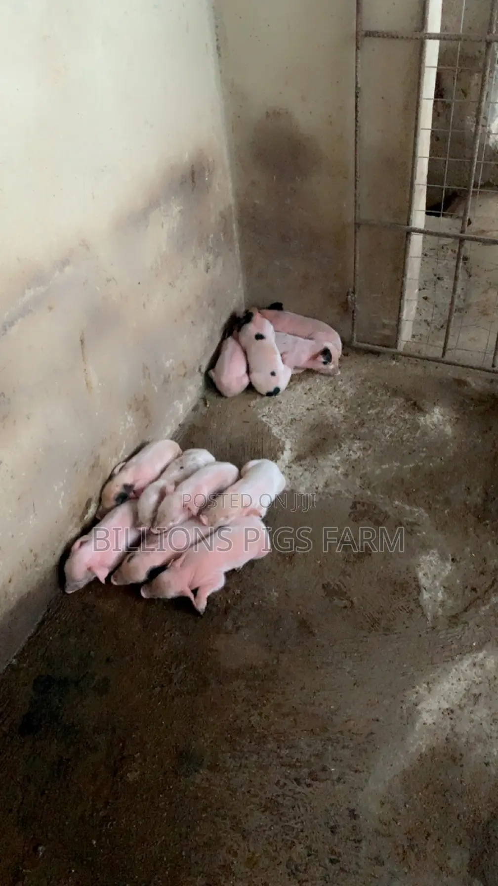 Billions Pigs Farm
