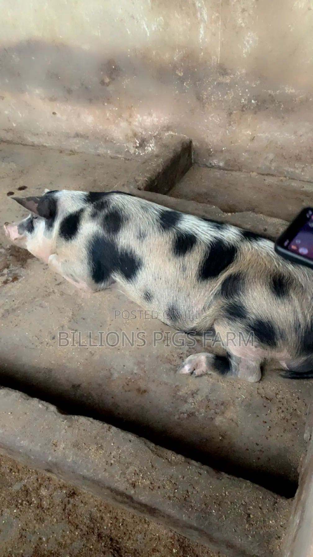 Billions Pigs Farm