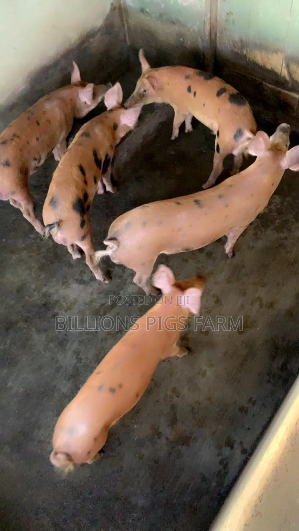 Billions Pigs Farm