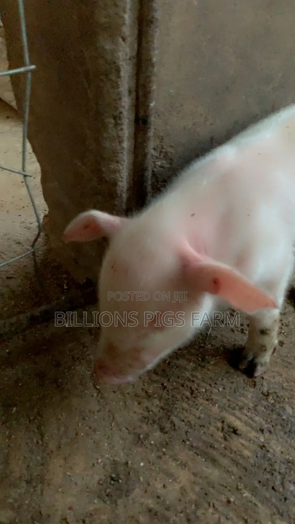 Billions Pigs Farm