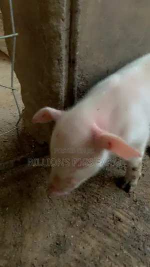 Billions Pigs Farm