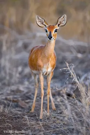 Baby Bush Buck Antelope