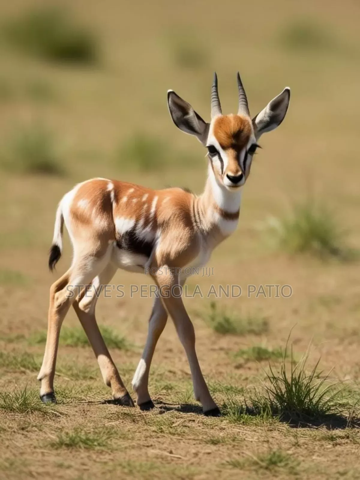 Baby Bush Buck Antelope