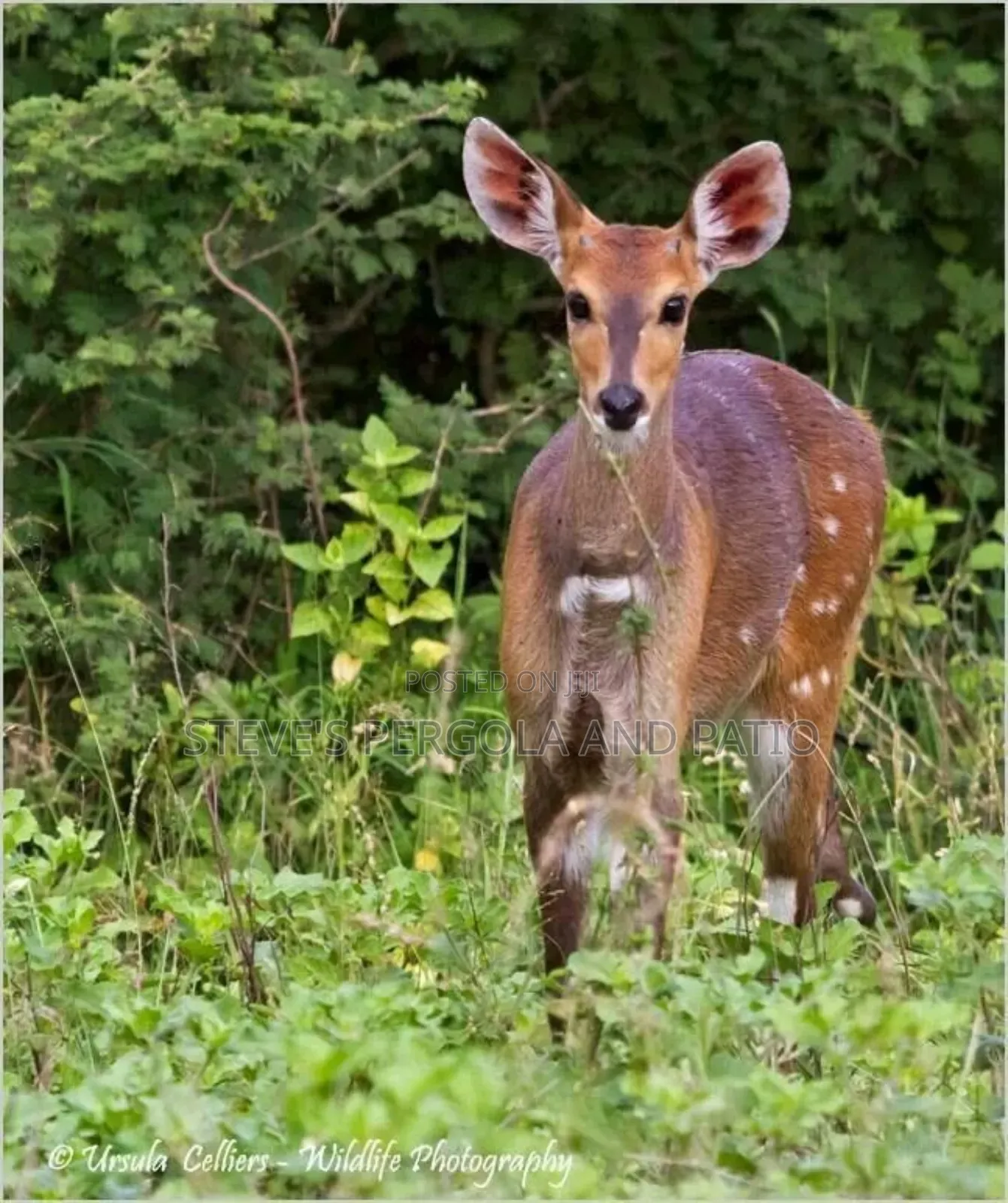 Baby Bush Buck Antelope