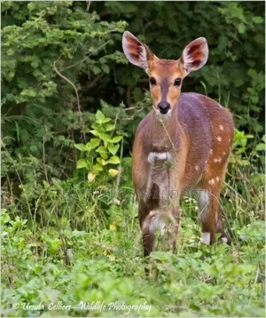 Baby Bush Buck Antelope