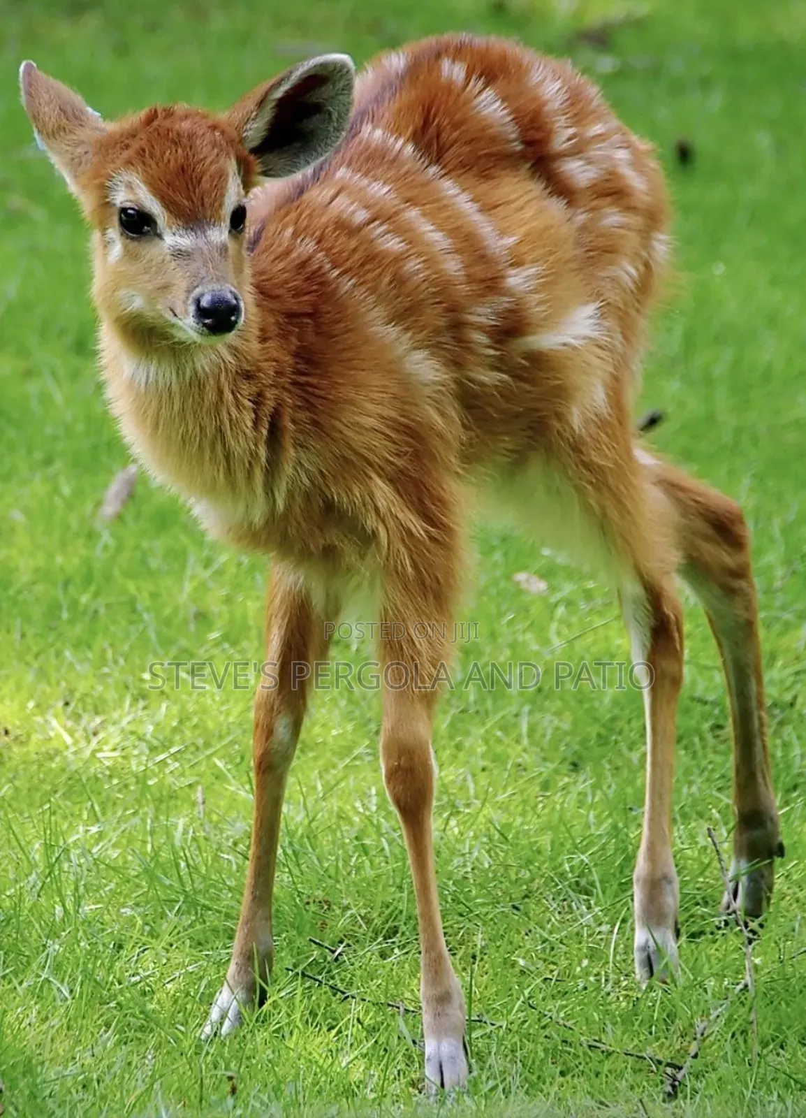Baby Bush Buck Antelope