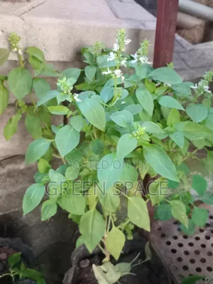 Matured Lemon Basil Plant