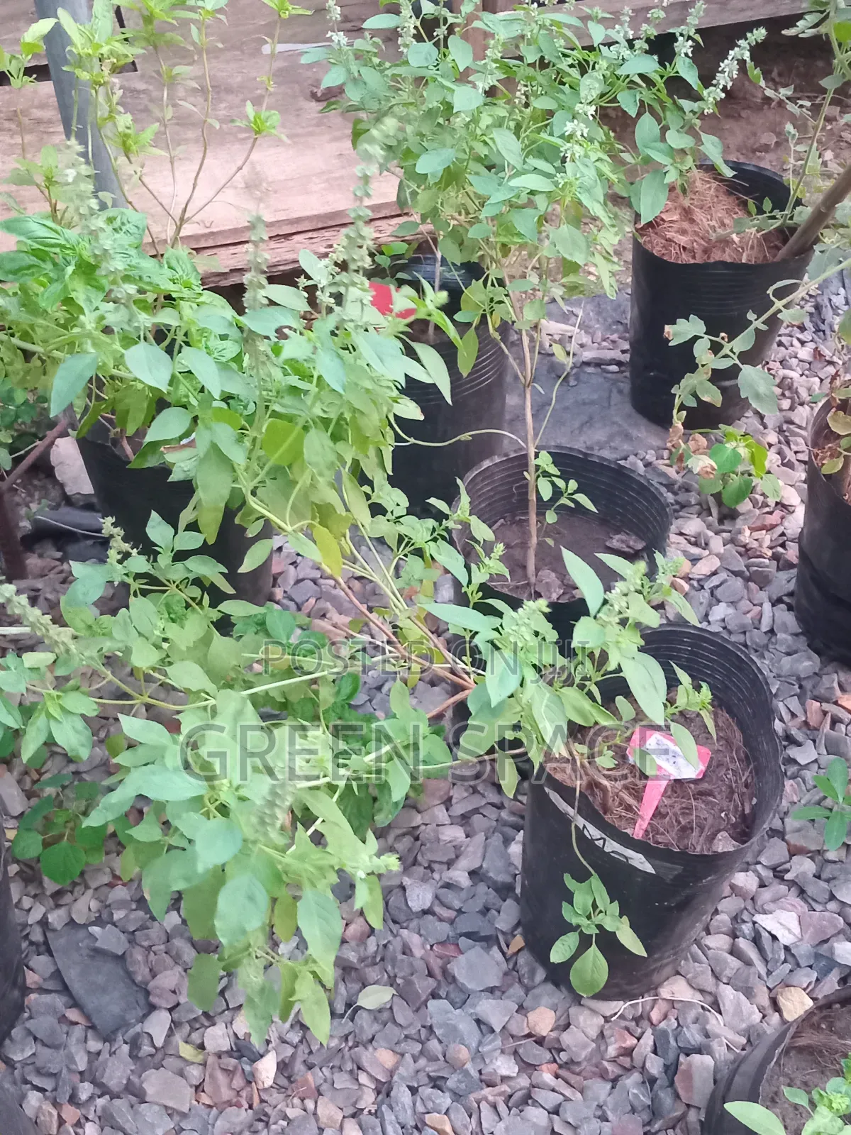 Matured Lemon Basil Plant