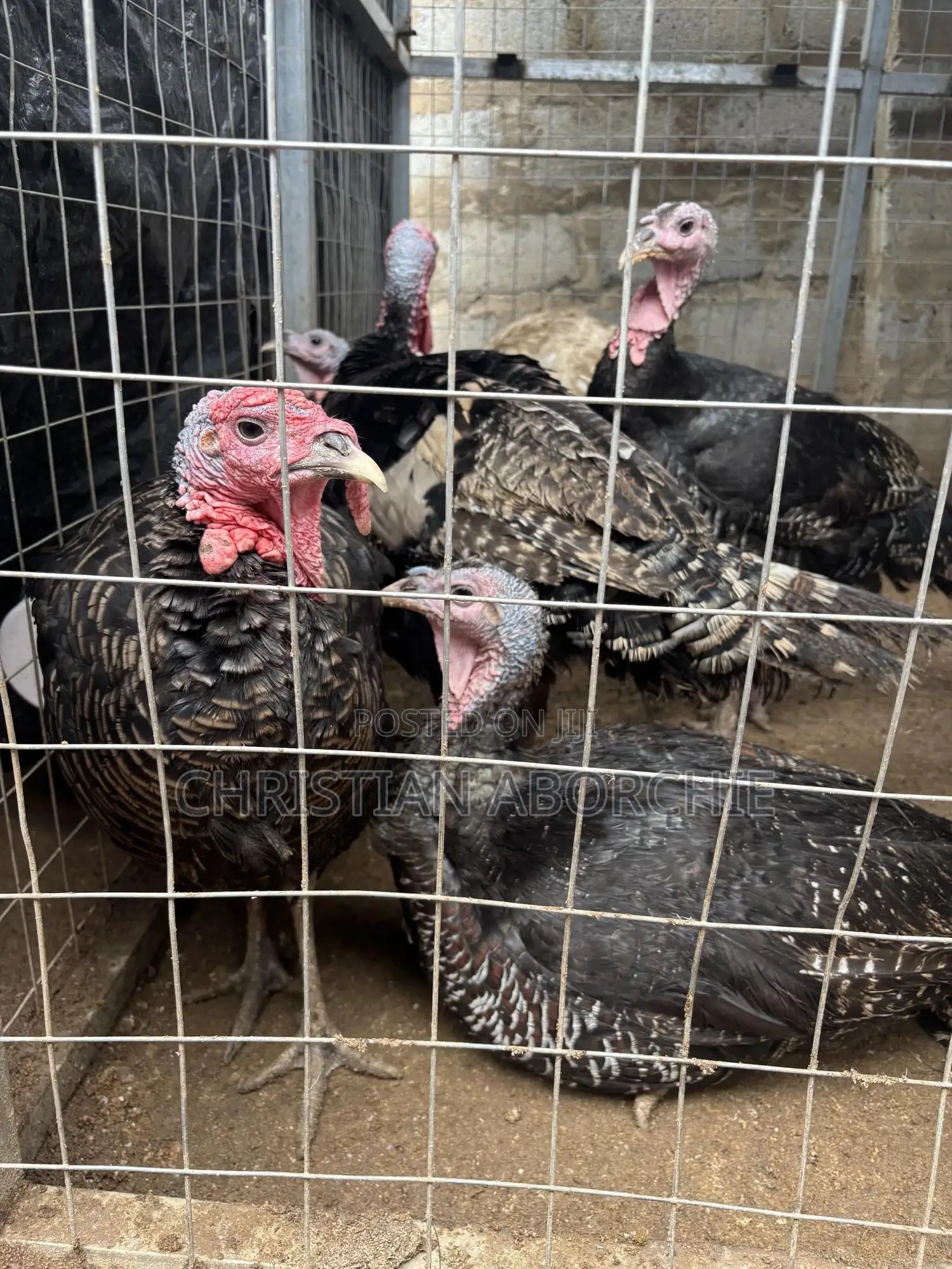 Turkey for Sale