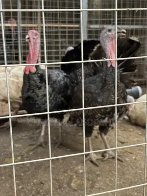 Turkey for Sale