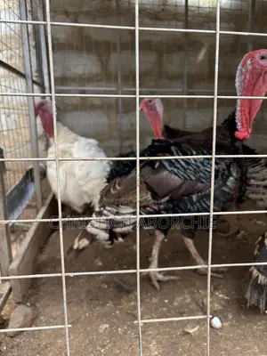 Turkey for Sale