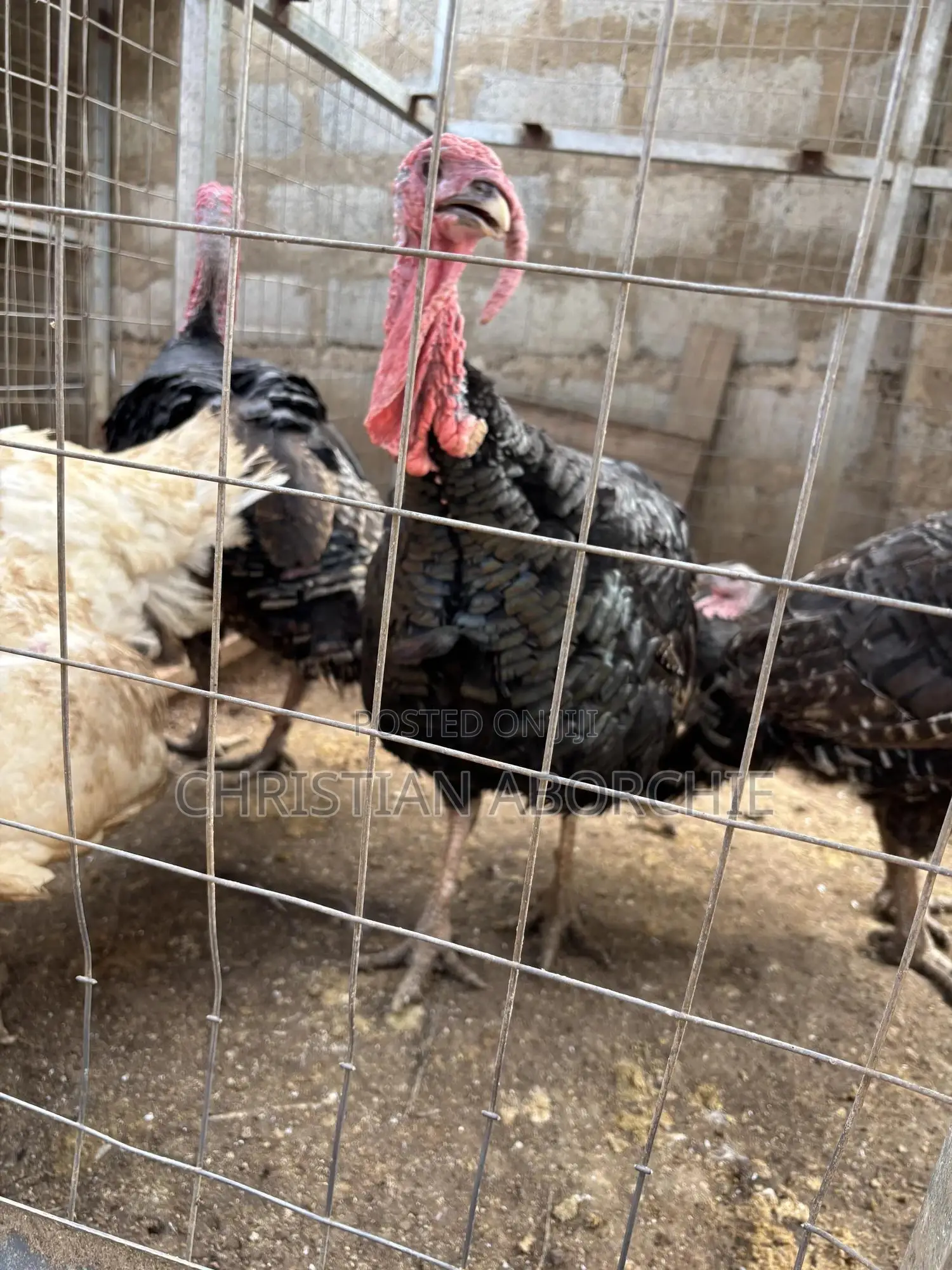 Turkey for Sale