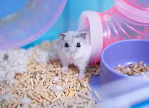 Russian Dwarf Hamster