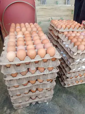 Fresh Eggs