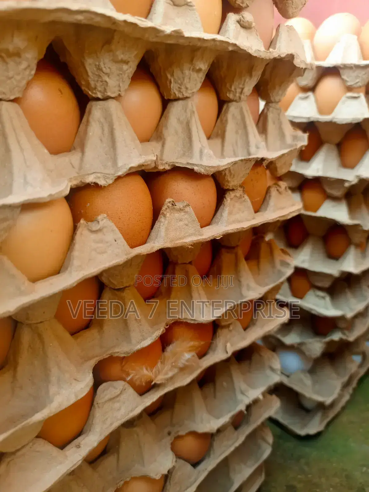 Fresh Eggs