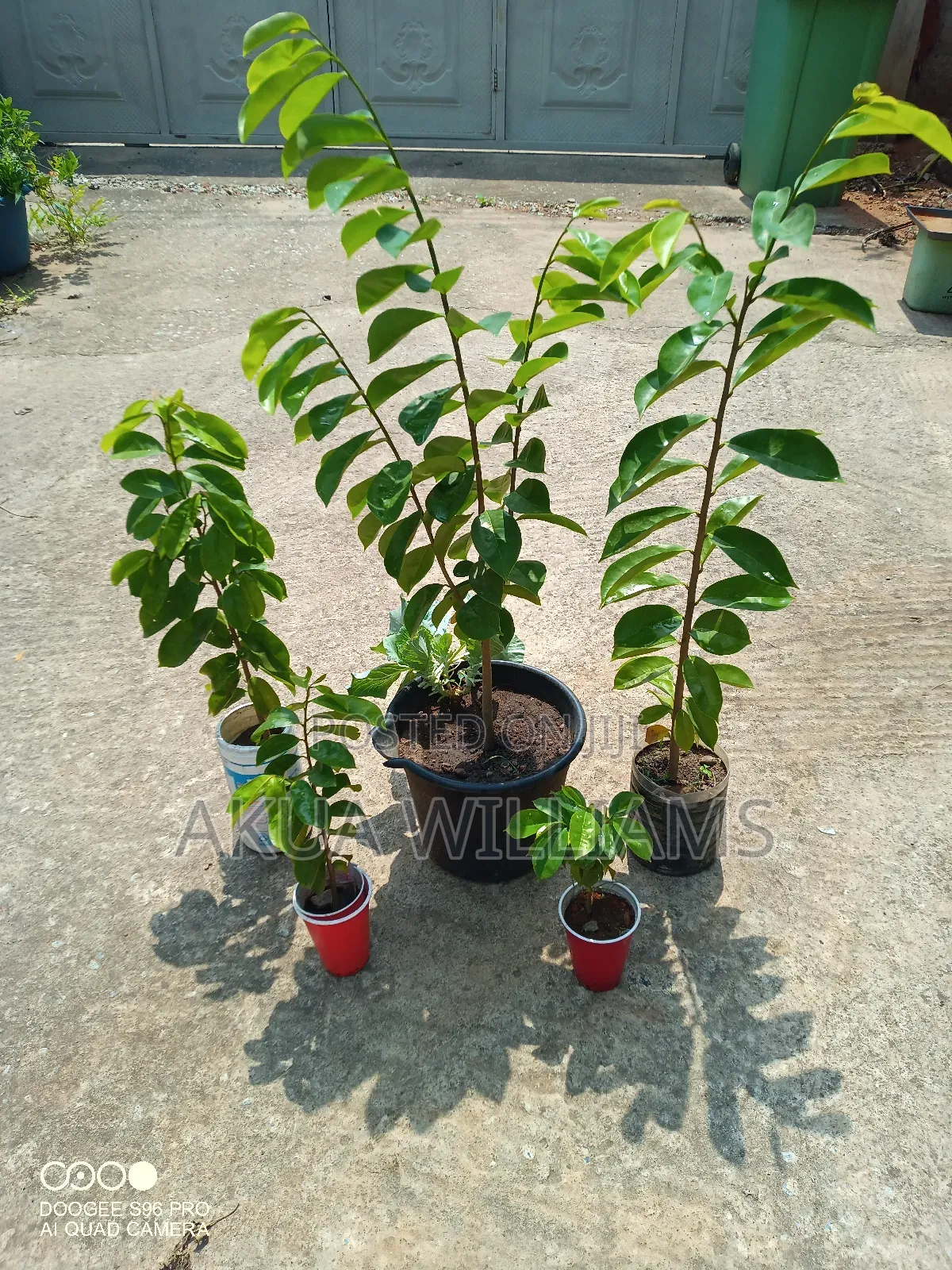 Organic Seedlings For Trees, Plants And Veggies. Local And Foreign
