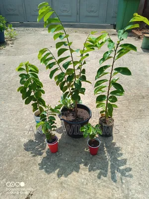 Organic Seedlings For Trees, Plants And Veggies. Local And Foreign