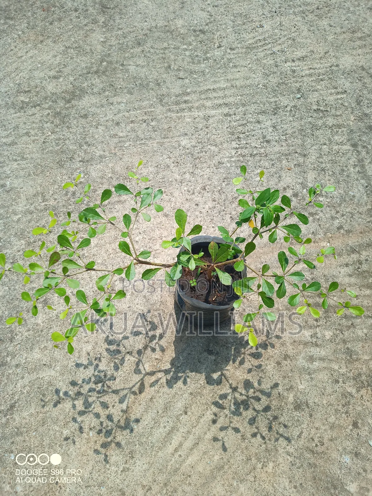 Organic Seedlings For Trees, Plants And Veggies. Local And Foreign
