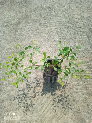 Organic Seedlings For Trees, Plants And Veggies. Local And Foreign