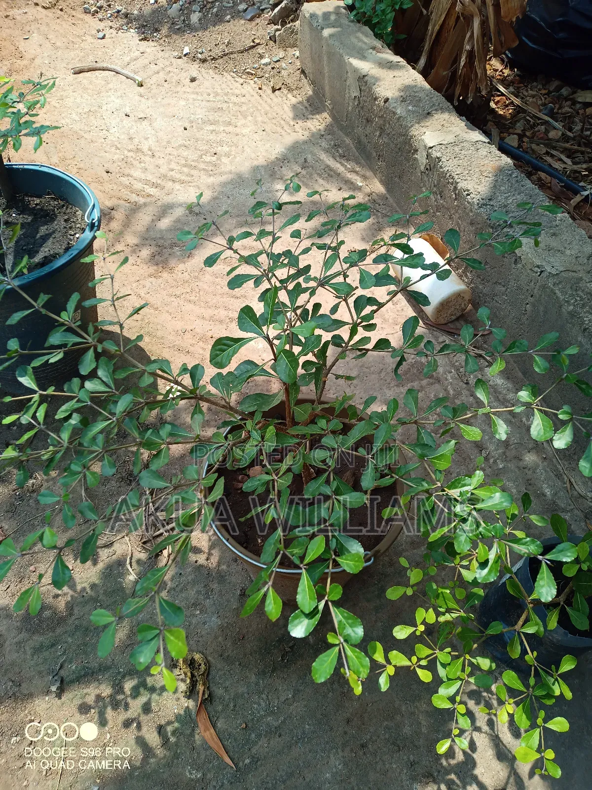 Organic Seedlings For Trees, Plants And Veggies. Local And Foreign