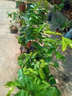 Organic Seedlings For Trees, Plants And Veggies. Local And Foreign