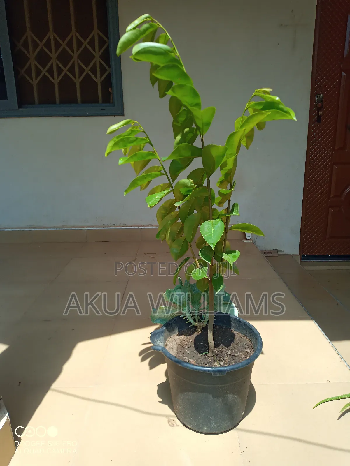 Organic Seedlings For Trees, Plants And Veggies. Local And Foreign