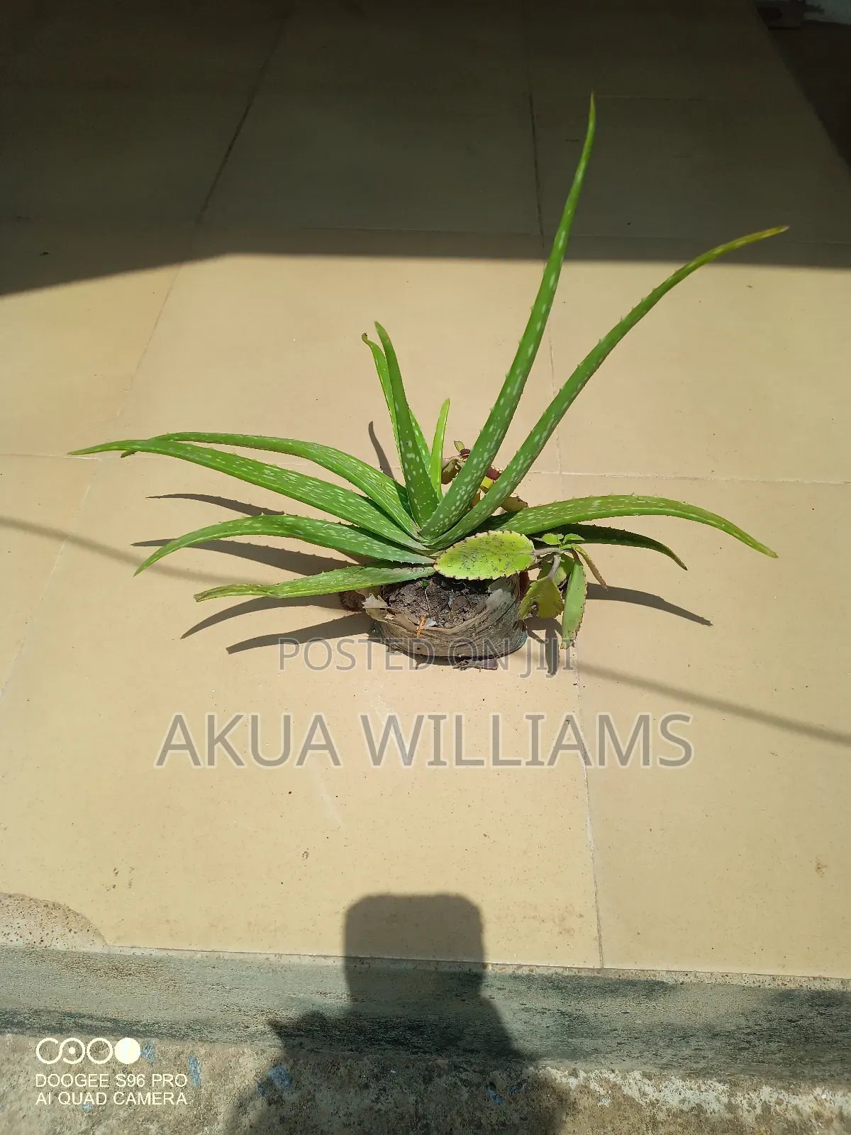 Organic Seedlings For Trees, Plants And Veggies. Local And Foreign