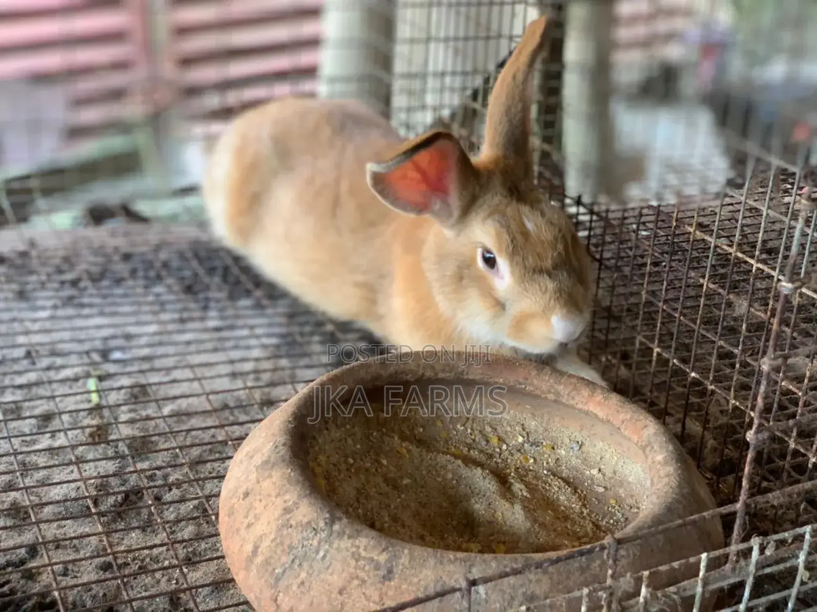 Rabbit for Sale
