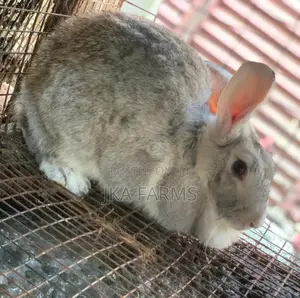 Rabbit for Sale