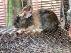 Rabbit for Sale