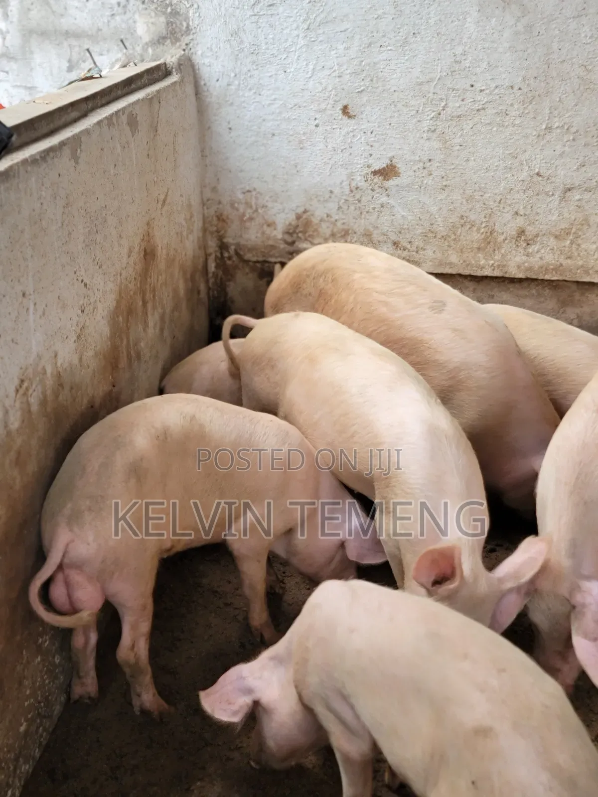 Long Breed Pigs