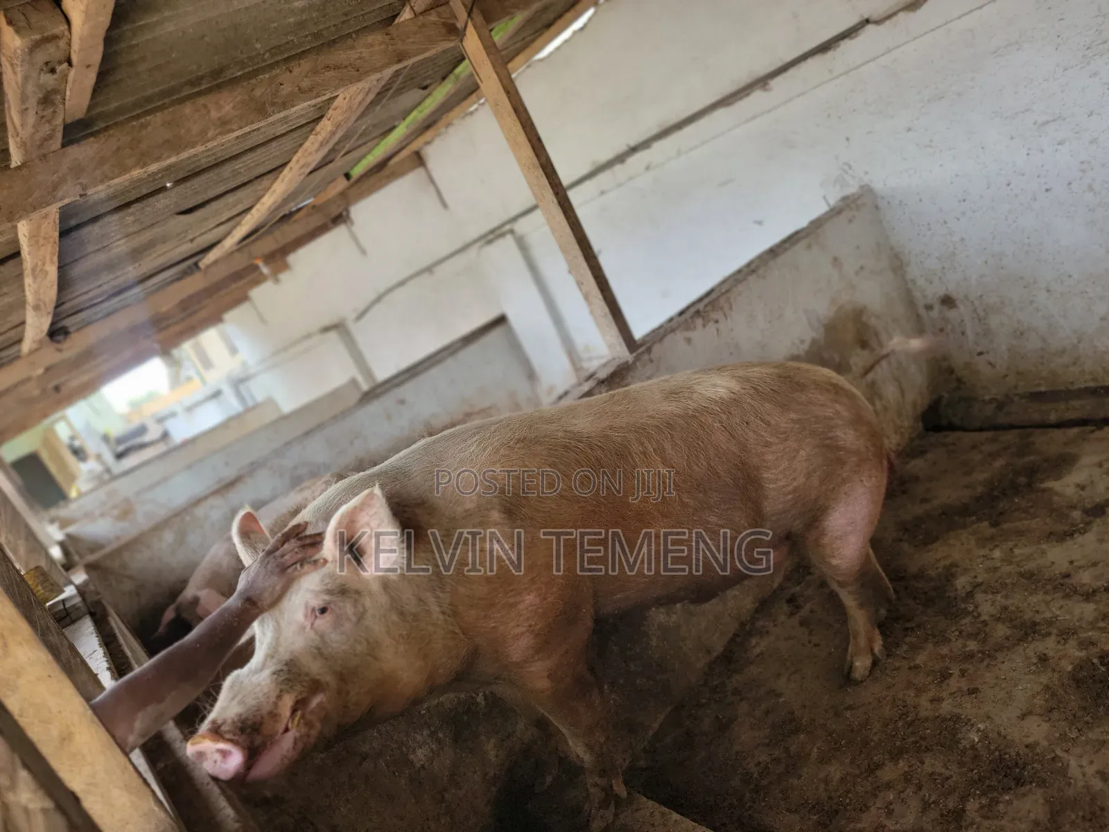 Long Breed Pigs