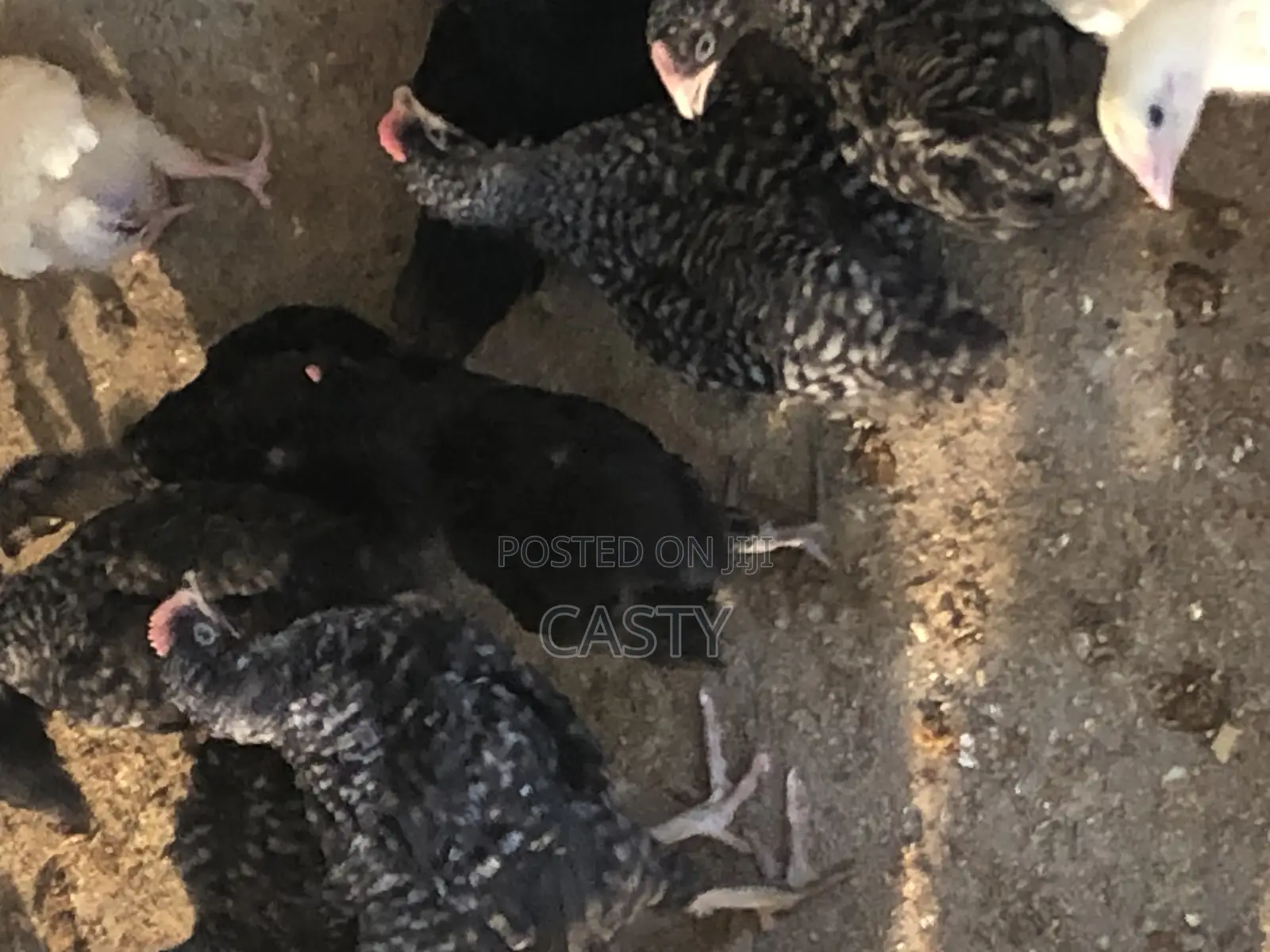 Rabbit For Sale