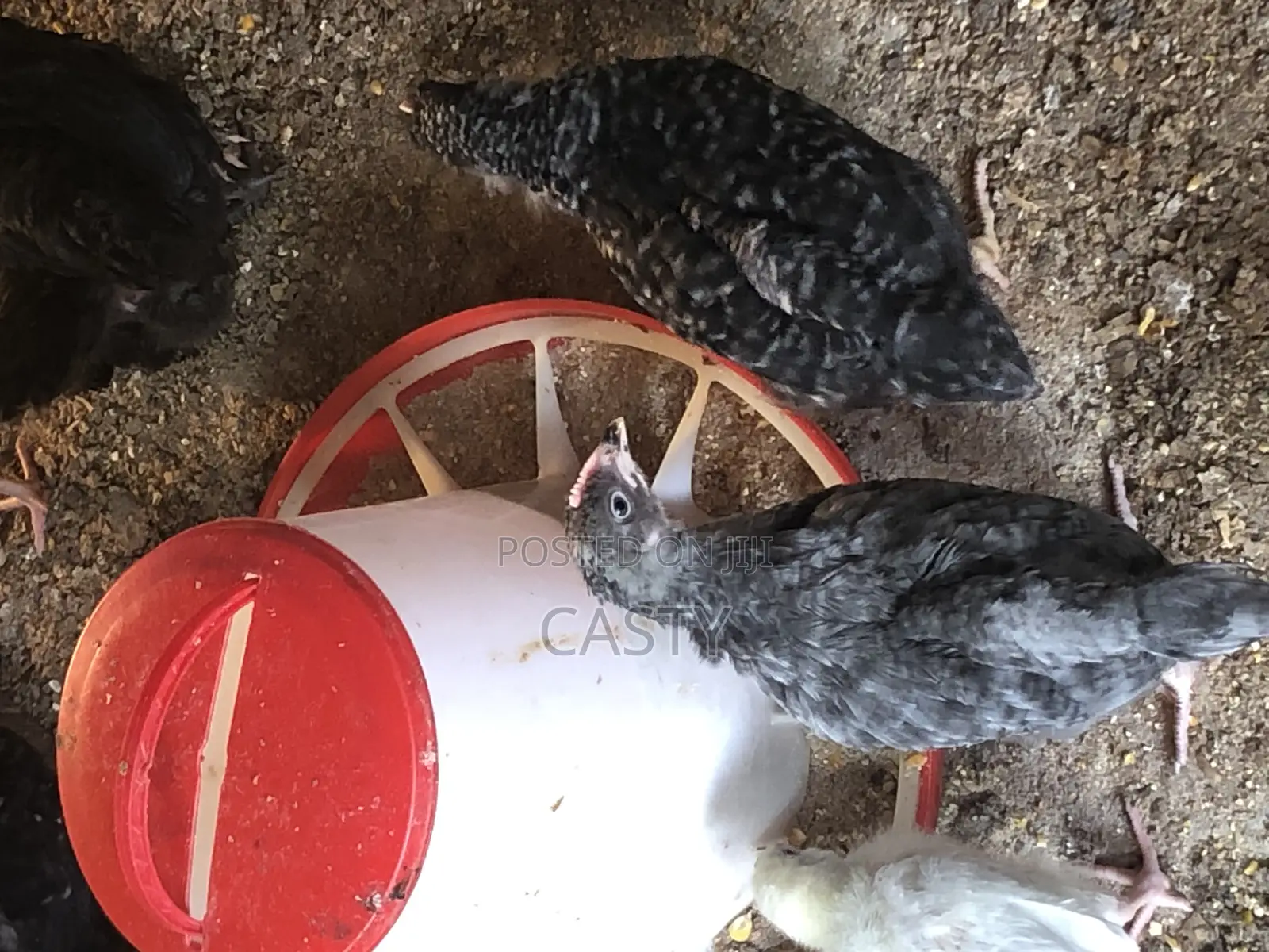 Rabbit For Sale