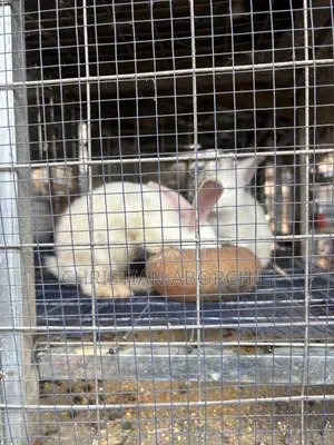 New Zealand White for Sale