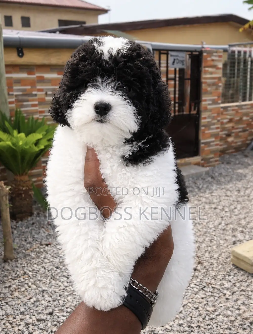 1-3 months Male Purebred Poodle