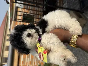1-3 months Male Purebred Poodle
