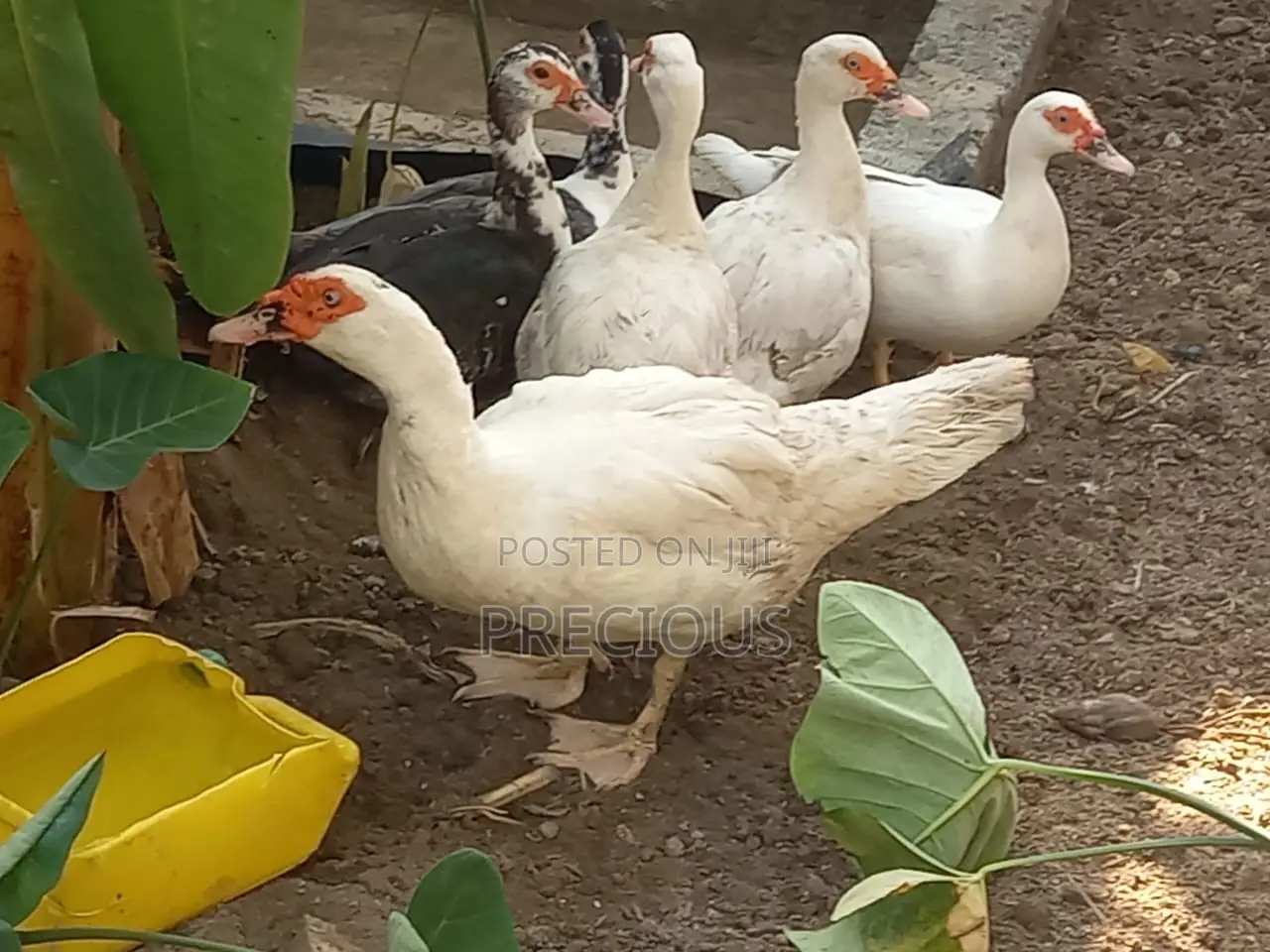 Ducks for Sale