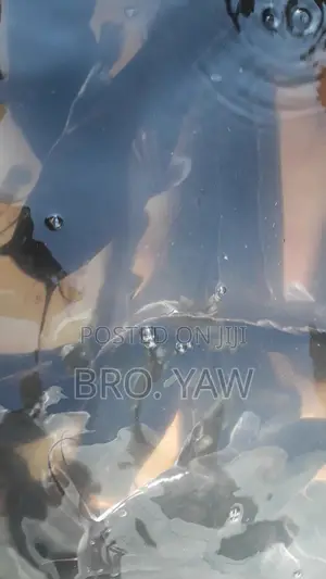 Live Full Grown Adult Catfish for Sale ( Per 1 Kg)