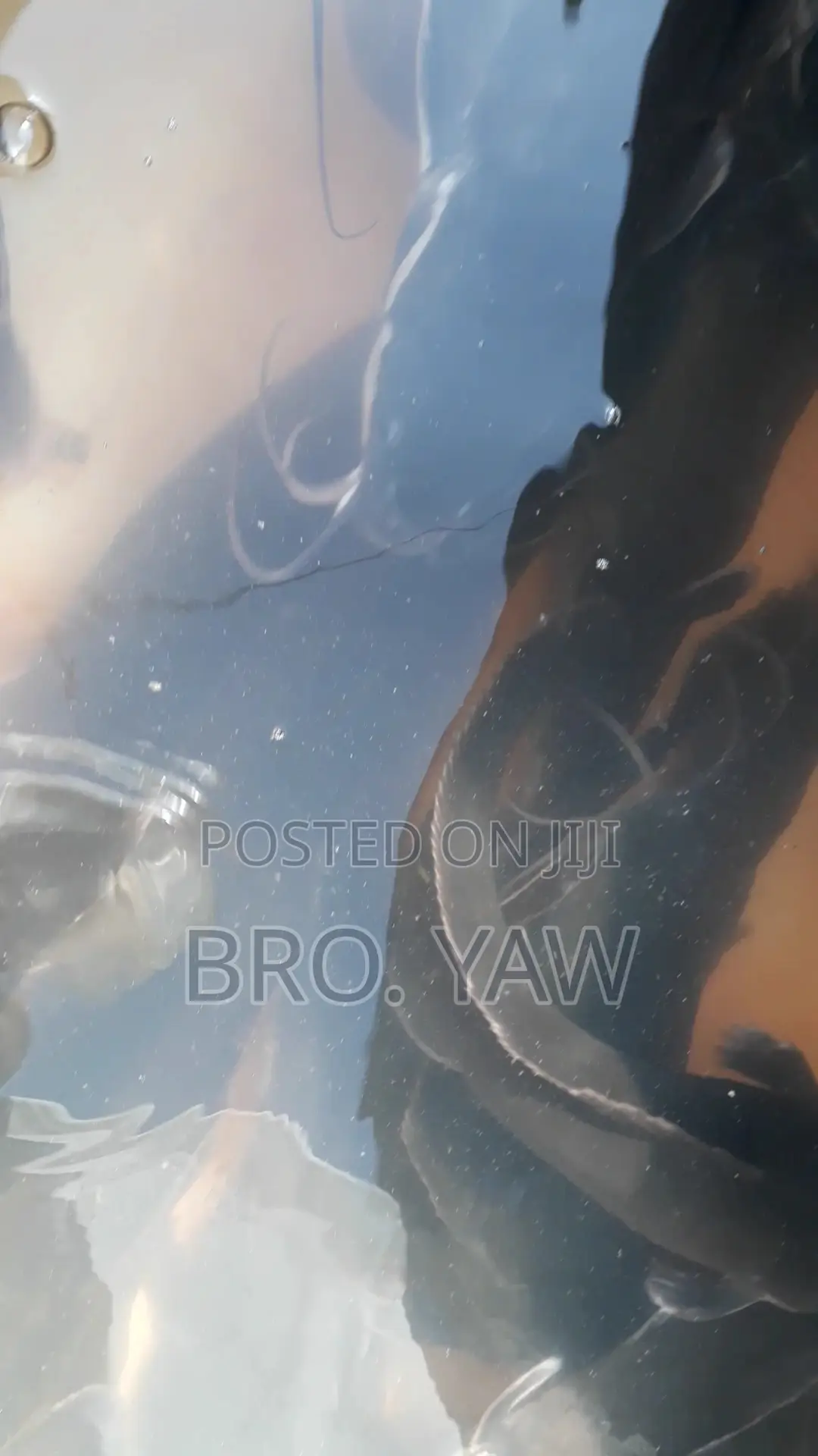 Live Full Grown Adult Catfish for Sale ( Per 1 Kg)