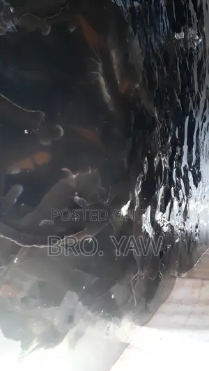 Live Full Grown Adult Catfish for Sale ( Per 1 Kg)