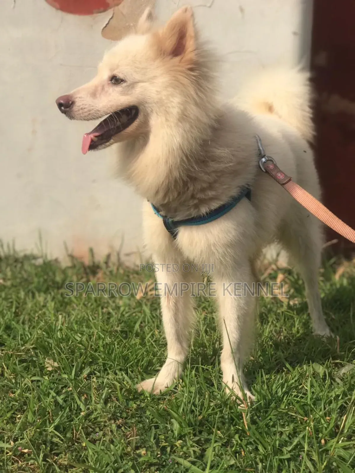 1+ year Male Purebred American Eskimo