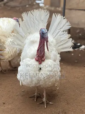Healthy BBW Turkeys