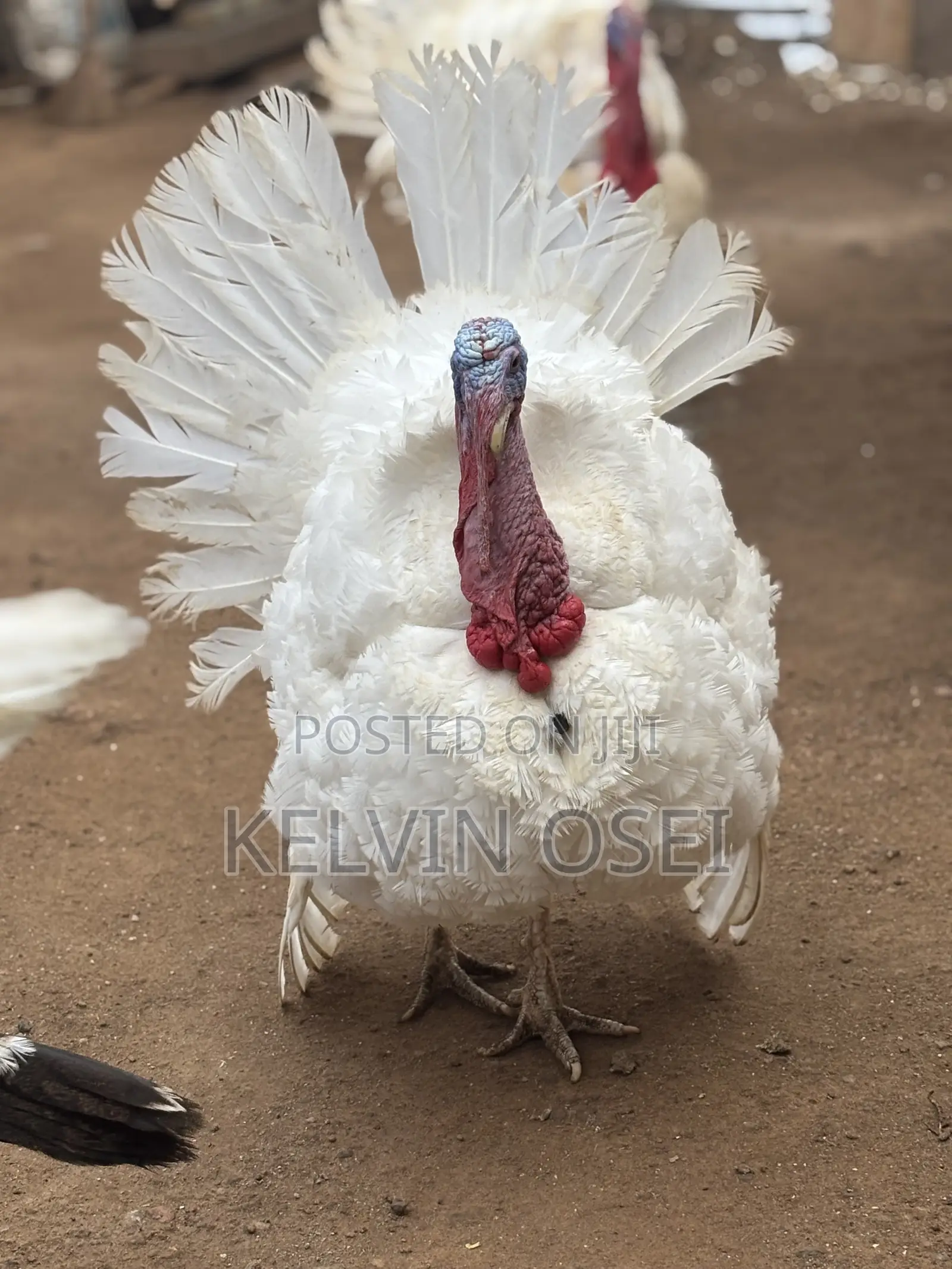 Healthy BBW Turkeys