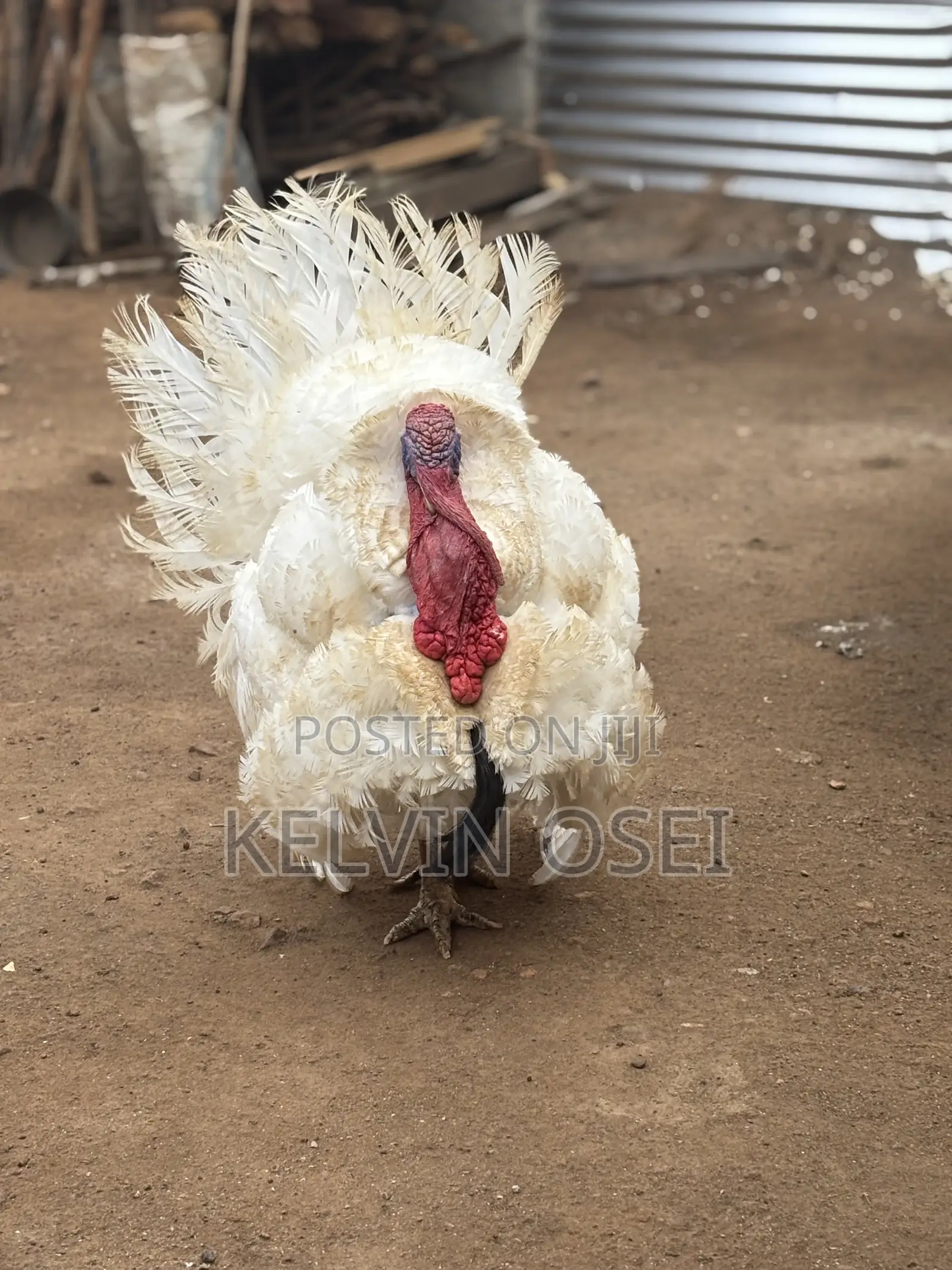 Healthy BBW Turkeys